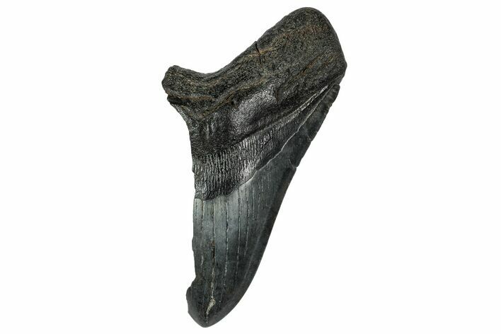 Partial Fossil Megalodon Tooth - South Carolina #331559